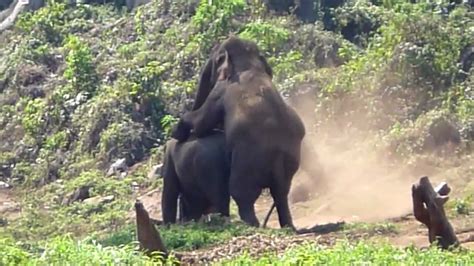 elephant sex tube|A Scene from Sex in the Wild: Elephants .